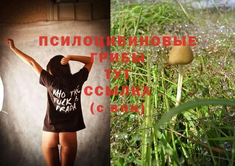 Псилоцибиновые грибы MAGIC MUSHROOMS Знаменск